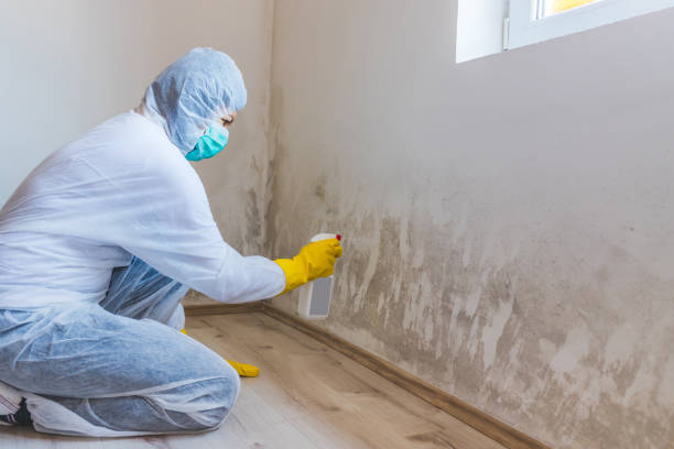 Licensed Mold Inspection service in Fairfax, VA - WQB Mold Removal