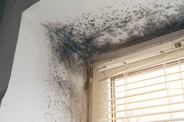 Affordable Mold Inspection solutions in Fairfax, VA